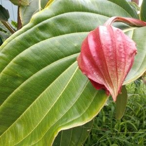 Meet your Posher, Rae h